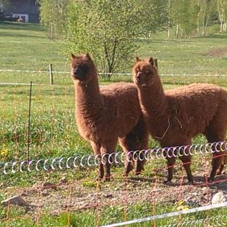 Familie Meimer Hofing Extérieur photo