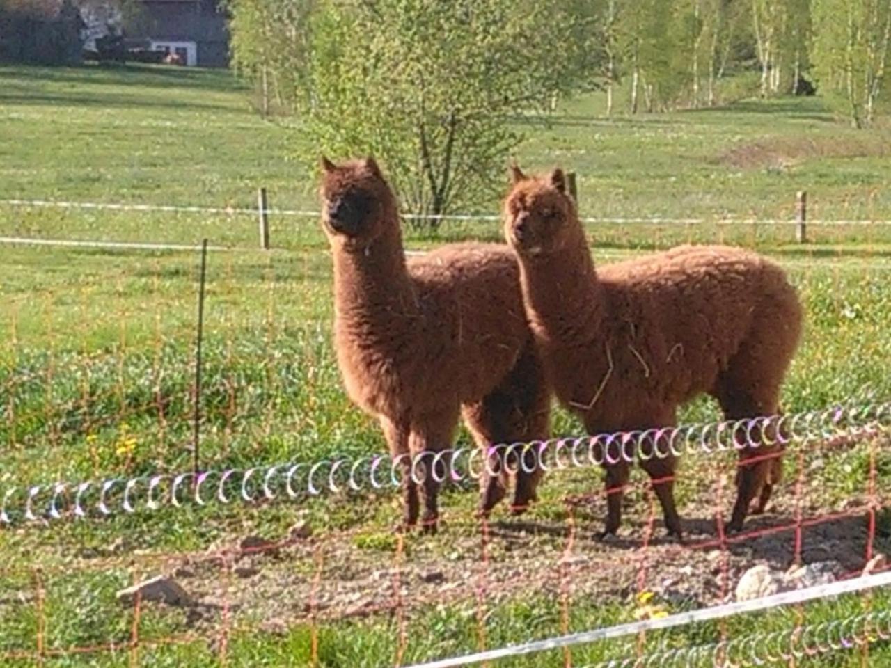 Familie Meimer Hofing Extérieur photo